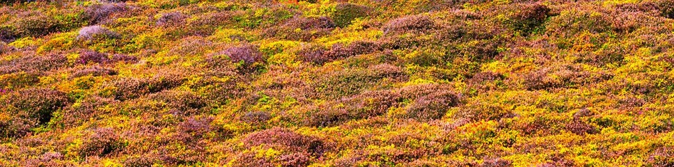 Yellow gorse and heather moorland in autumn, close-up. Nature of Brittany, France. Abstract natural...