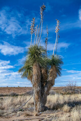 palm tree with dead branches in the desert in New Mexico
