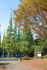 神宮外苑のイチョウ並木