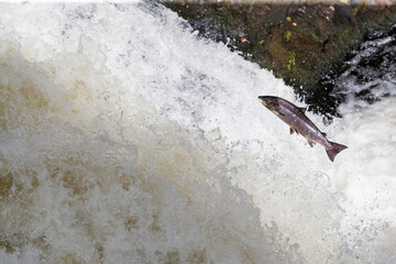 The leaping salmon, Large  silver atlantic salmon leaping up a waterfall shunning in the sunshine  in way to spawing grounds in the northern highland of Scotland.