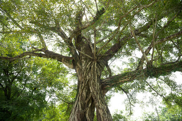 Fototapeta premium Roots of a tree isolated on white background, vertical photo of an old tree in a green forest.