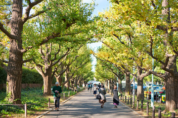 神宮外苑のイチョウ並木