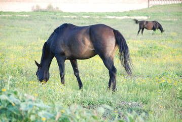 two horses grazing in a meadow