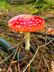 Fliegenpilze im Herbst im oberbergischen Land 