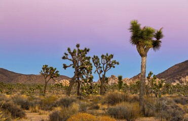Fototapeta na wymiar Winter Sunset Sky Colors and Mojave Desert Landscape at Joshua Tree National Park California USA
