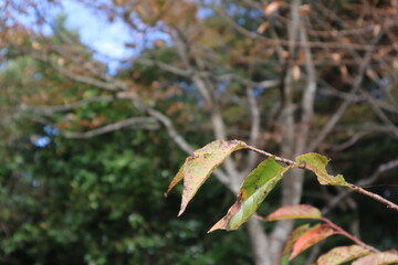 紅葉