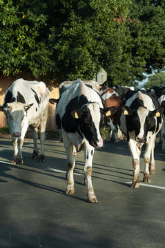 Herd Of Cows Crossing The Road