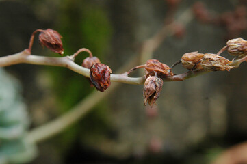 buds of a willow
