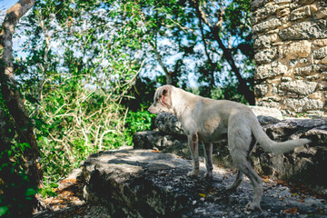 Obraz na płótnie Canvas Cream Dog at the top of the Nohoch Mul Mayan Pyramid in the jungle at Coba, Mexico