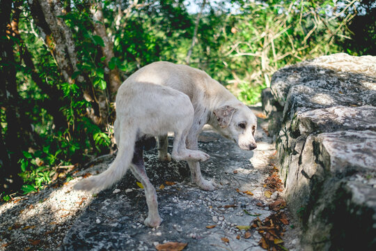 รูปภาพMul – เลือกดูภาพถ่ายสต็อก เวกเตอร์ และวิดีโอ95,674 | Adobe Stock