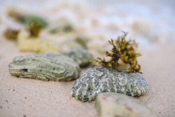 Beautiful textures and details of fossilized corals, stones and sea waves at the beach in the day
