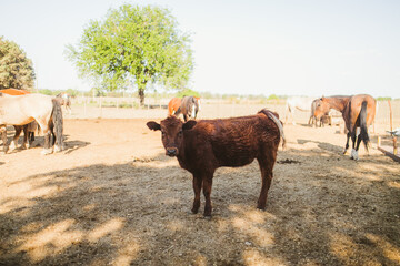 Vaca de un campo