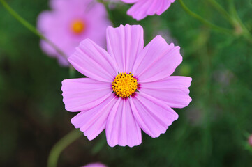 Obraz premium コスモス