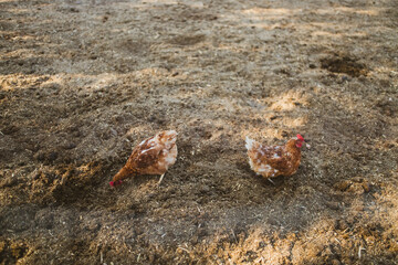 Gallinas de una granja