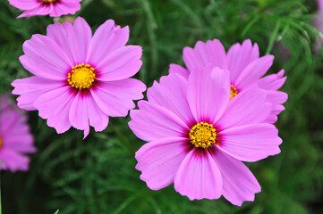 Obraz premium コスモス