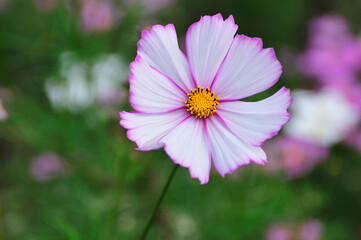 Obraz premium コスモス