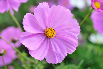 Fototapeta premium コスモス
