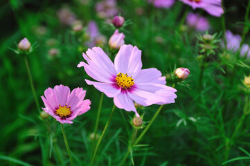 Obraz premium コスモス