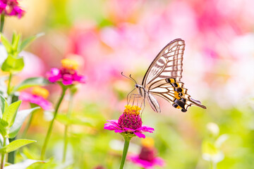 Fototapeta na wymiar 花壇の蝶