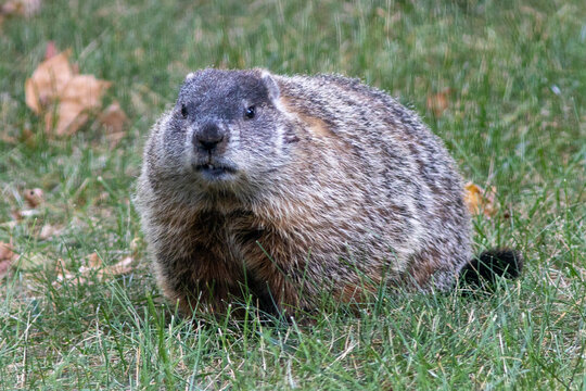 The Groundhog