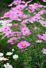 コスモス