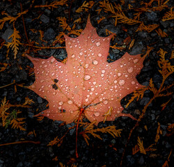 Fall ends, flip side of Maple Leaf