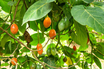 Solanum betaceum fruit on the tree - Tamarillo organic fruit