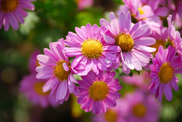 Obraz premium コギク