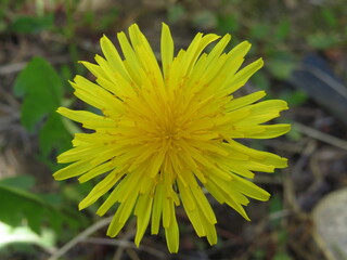 c
+  Flor de Diente de León, Patagonia Argentina  