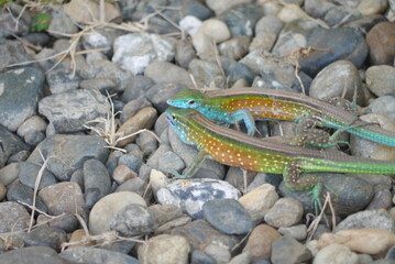 Obraz premium lizard on the stone