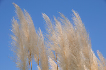 Obraz premium パンパスグラス