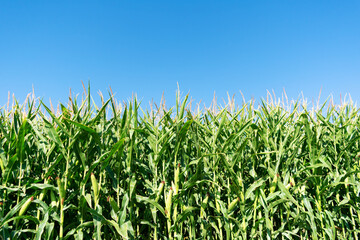 Fototapeta premium Stalks of green corn with ears and leaves on an industrial agriculture field against the background of the blue sky