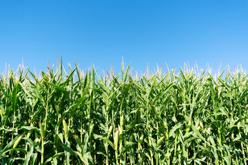 Stalks of green corn with ears and leaves on an industrial agriculture field against the background of the blue sky