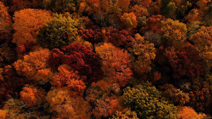 The Autumn colors. Aerial view of trees in fall season, bright red foliage. Forest from above