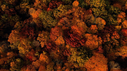 The Autumn colors. Aerial view of trees in fall season, bright red foliage. Forest from above