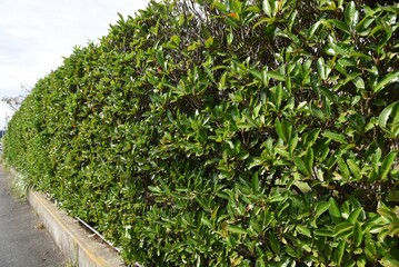A hedge made of Sweet viburnum.