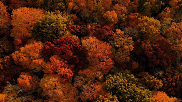 The Autumn colors. Aerial view of trees in fall season, bright red foliage. Forest from above