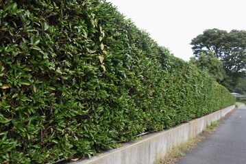 A hedge made of Sweet viburnum.