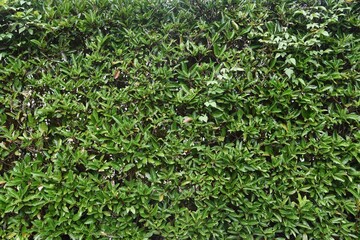A hedge made of Sweet viburnum.