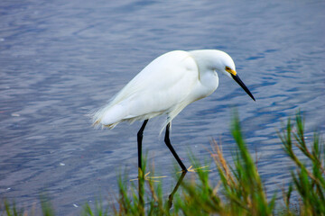 great heron ardea cinerea