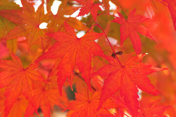 紅葉