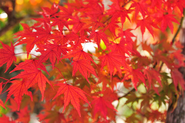 紅葉