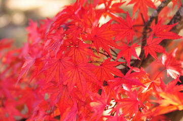 紅葉