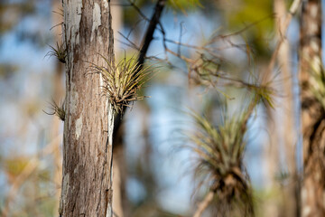 Air plant on a tree in the woods Tillandsia