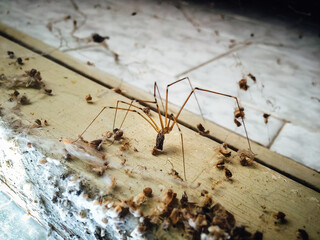 Close up of Pholcus phalangioides also known as longbodied cellar, daddy long-legs or skull spider, surrounded by its prey and feces. - obrazy, fototapety, plakaty