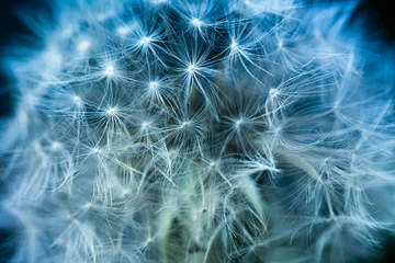 Zelfklevend Fotobehang Pluizige paardebloem op een donkere achtergrond. Zachte en zachte droge bloemzaden. Macro-afbeelding © Yana Mirta