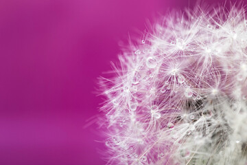 Fluffy dandelion with dew drops on a purple background. Soft and gentle dry flower seeds. Macro image with copy space