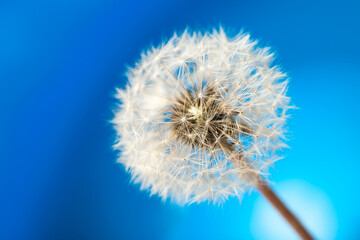 Fluffy dandelion with parachutes on a bright blue background. Seeds of spherical dandelion close-up
