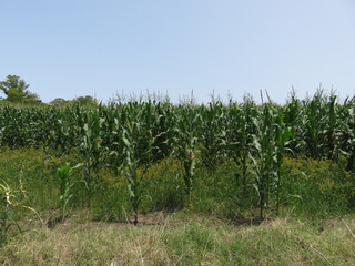 Fototapeta na wymiar Foto de una plantación de maíz, con mazorcas creciendo en las plantas.