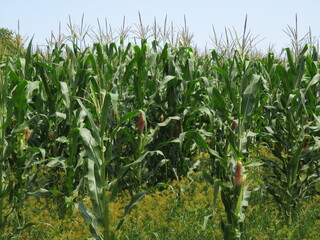 Foto cercana de una plantación de maíz, cultivada con mazorcas en las plantas.